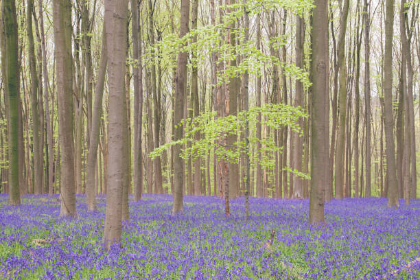 istock Bluebells and beech trees in Hallerbos 954660962