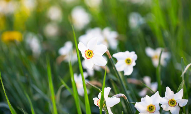 istock Daffodils flowers outdoors in the garden with grass vegetation.spring blossoms 954660974