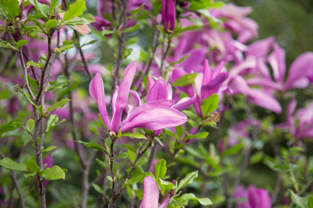 マグノリアの花、ピンクの春の花の屋外 - magnolia pink flower isolated ストックフォトと画像