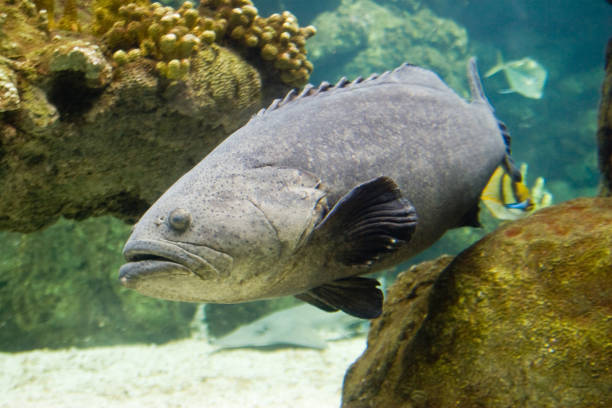 istock Epinephelus itajara - Caribbean giant grouper 954661416