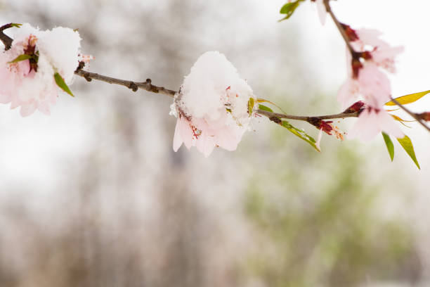 istock Pale pink flowers and snow. 954661924