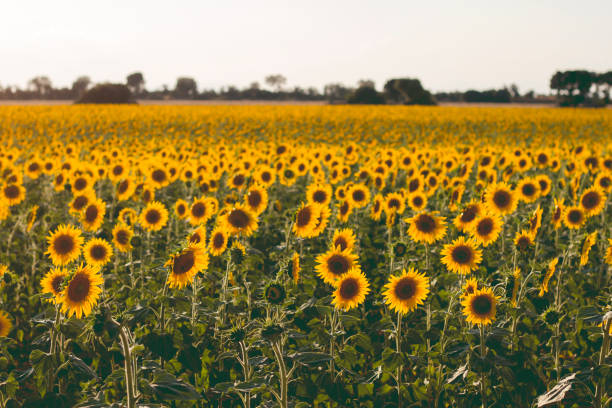 istock A sunflowers farm 954662078
