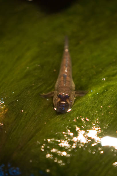 Cute inhabitant of the seabed, often kept in the aquarium.