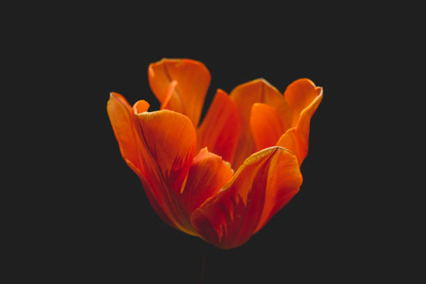 istock orange tulip detail 954663144