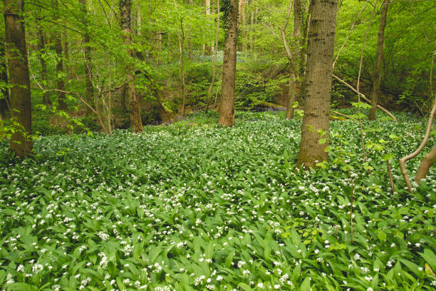 istock Bear's garlic flowers blooming in a green springtime forest 954666270
