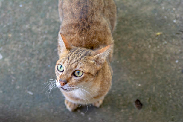 istock The cat stood on the floor and saw something, High angle shooting 954666490