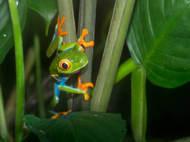 istock Agalychnis callidryas - Red-eyed frog 954670322
