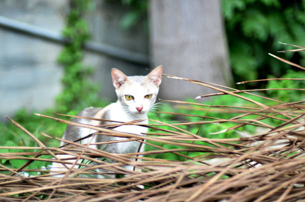 Cute cat play in the garden