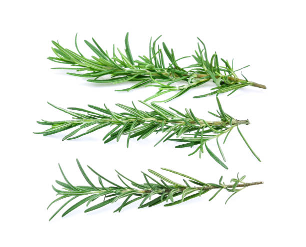istock rosemary isolated on white background 954671628