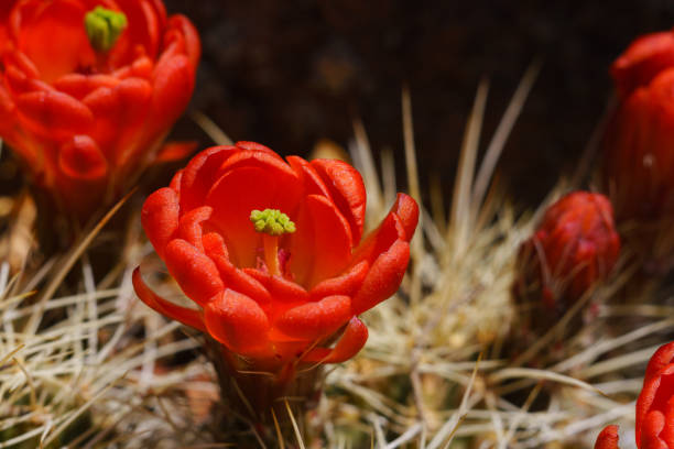 claret cup igel kaktus blumen - claret cup stock-fotos und bilder