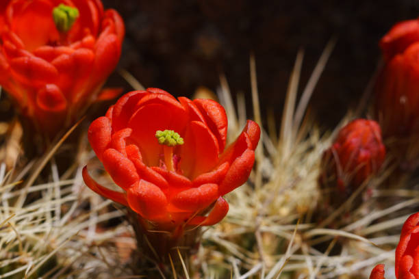 кларет кубок ежик кактус цветы - cactus claret cup cactus colorado wildflower стоковые фото и изображения