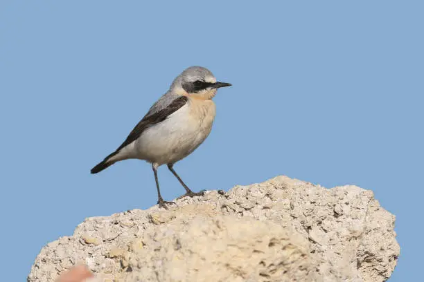 The northern wheatear or wheatear (Oenanthe oenanthe) male stands on a rock against the blue sky