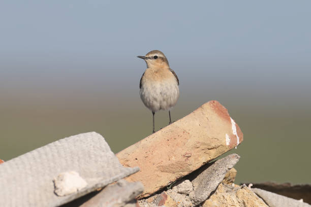istock The northern wheatear or wheatear (Oenanthe oenanthe) female 954672228
