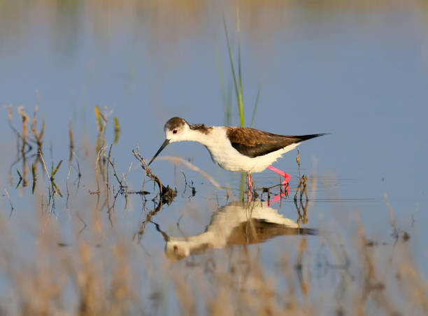 istock Black winged stilt female 954672232