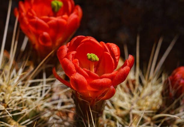 кларет кубок ежик кактус цветы - cactus claret cup cactus colorado wildflower стоковые фото и изображения
