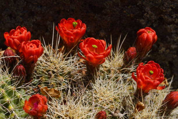 fleurs de cactus hérisson claret cup - claret cup photos et images de collection