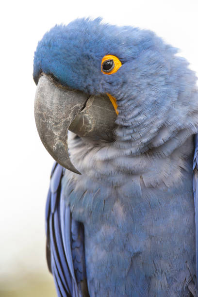 Lears Macaw (Anodorhynchus leari) Lears Macaw (Anodorhynchus leari) lears macaw stock pictures, royalty-free photos & images