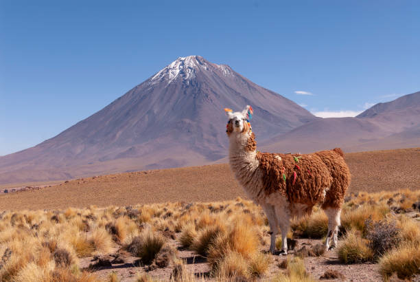 lama (lama glama) ein hochgelegener kamelide aus südamerika - plateau stock-fotos und bilder