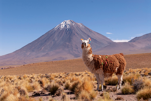 Llama (Lama glama) a gran altura camélidos de América del Sur 