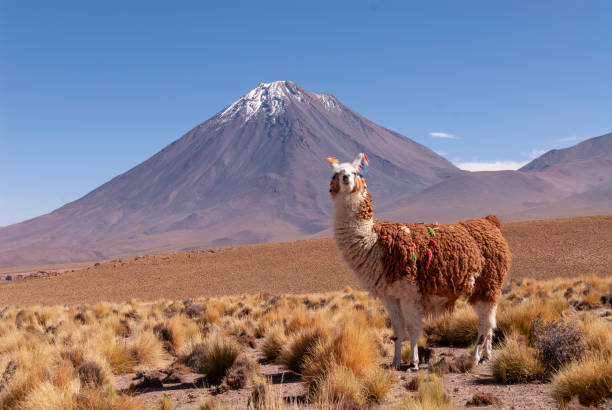 istock Llama (Lama glama) a high altitude Camelid from South America