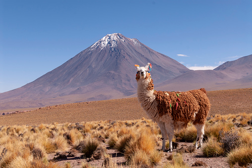 Llama (Lama glama) a high altitude Camelid from South America\