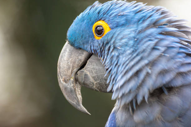Lears Macaw (Anodorhynchus leari) Lears Macaw (Anodorhynchus leari) lears macaw stock pictures, royalty-free photos & images