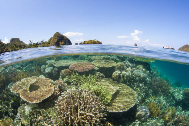 istock Healthy Corals and Islands in Raja Ampat 954681322