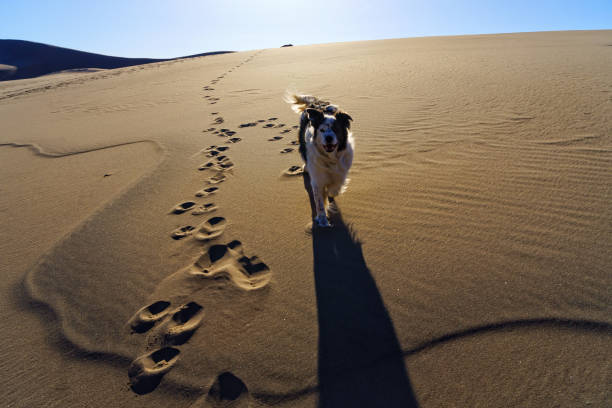 Dog Running on San Dunes