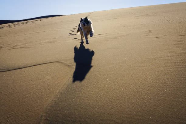 istock Dog Running on San Dunes 954682608