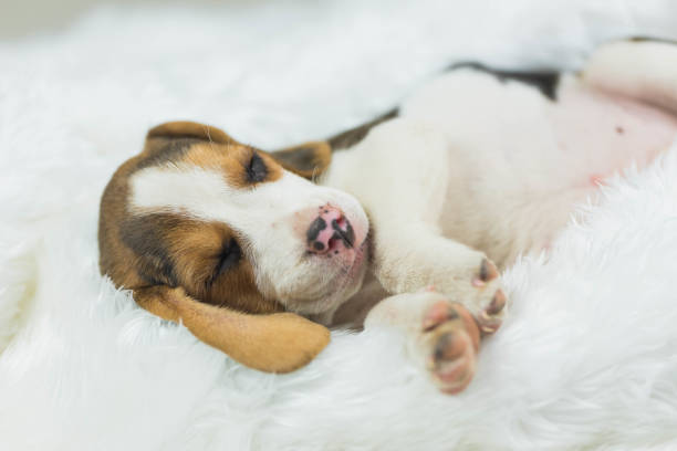 istock puppy beagle sleep on white bed 954683174