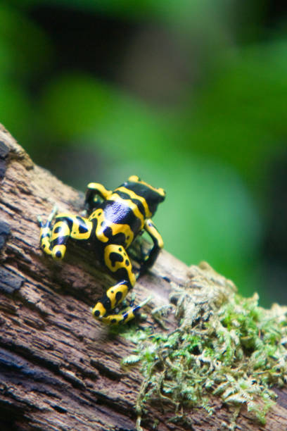 istock Golden Frog - Phyllobates terribilis 954683210