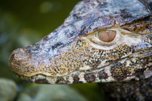 Black caiman - Melanosuchus niger in an oxbow lake, Manu National Park, Peru