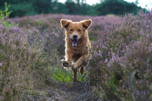 golden retriever es corriendo en el brezo de floración con una cara feliz y volar tapa oídos. - dog smiling animal tongue pink fotografías e imágenes de stock