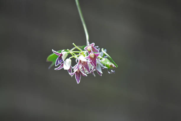 Akebia quinata