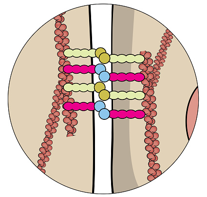Gut Column Human Gut Anatomy Stock Illustration - Download Image Now - Abdomen ...
