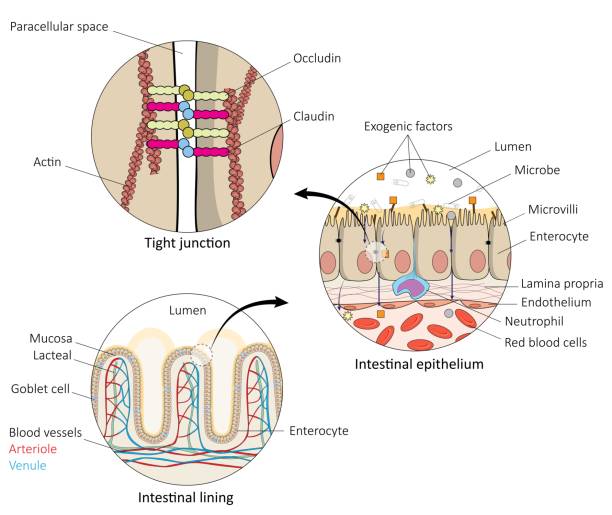 anatomia jelit ludzkich - mucosa stock illustrations