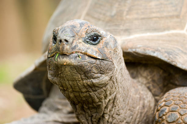 istock Giant Tortoise - Seychelles Tortoise 954687494