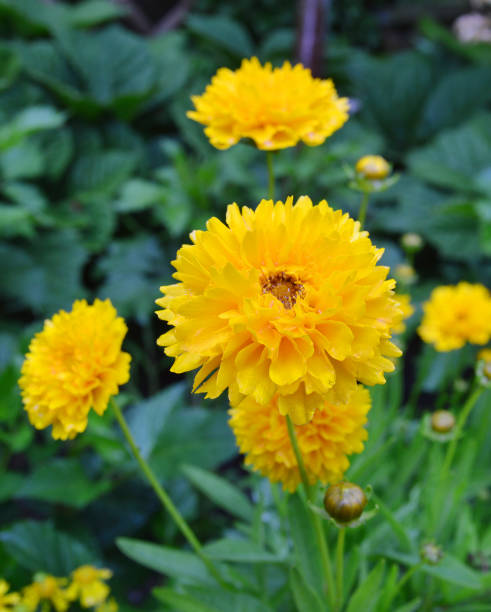 istock Daisy flower - Spring flower field close up 954687524