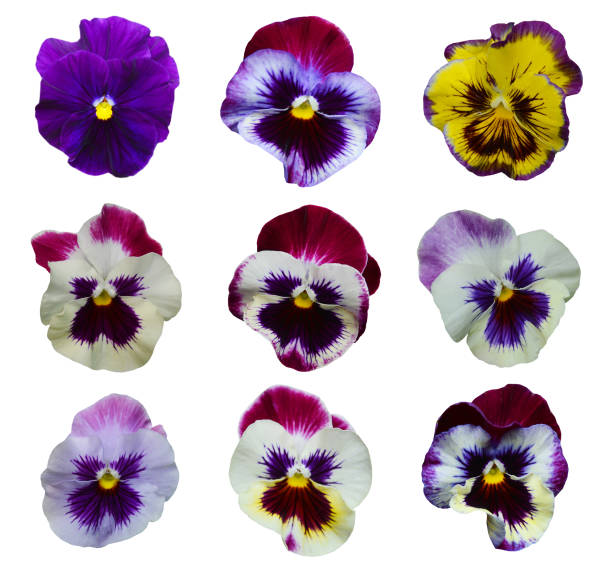 istock Collection of pansy heads isolated on white background 954688556