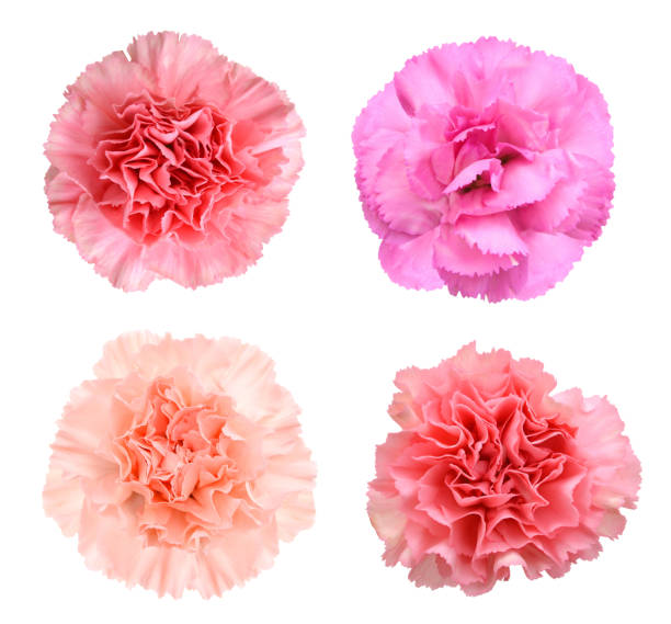 istock A set of carnation flowers 954688602