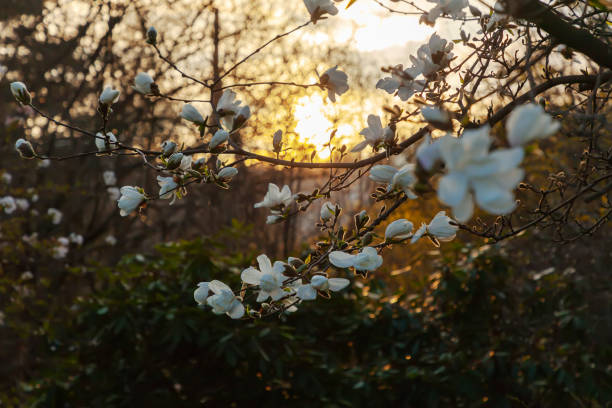 istock Backlit white magnolia in spring at sunset. 954694118