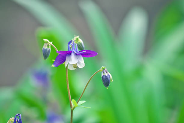 Aquilegia or Columbine is perennial wildflower, which is native to most temperate areas of the world. It tends to cross-pollinate, hybridize, and self-seed freely, creating new strains and colors. Columbine flowers come in many different colors, including red, pink, white, yellow, blue and purple. They bloom in late spring to early summer and self-seed readily if not deadheaded.