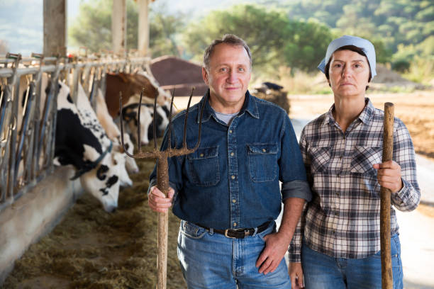 istock Elderly couple farmers standing at workplace 954700726