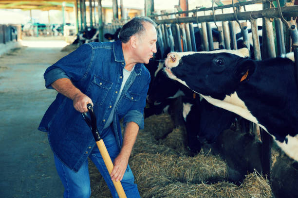 istock tenderness between man farmer and cow 954701074