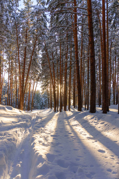 istock Winter forest with paths in the snow 954705660
