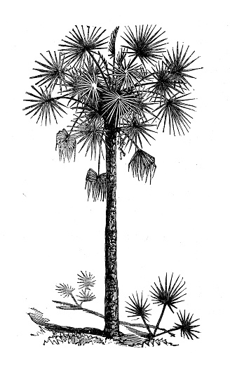 Botany plants antique engraving illustration: Sabal Palmetto
