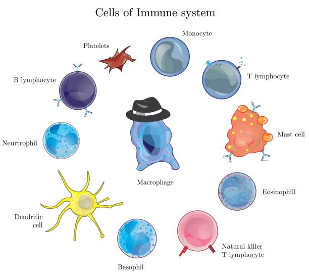 illustrations, cliparts, dessins animés et icônes de armée de cellules immunitaires - cellules du système immunitaire humain - immune cell