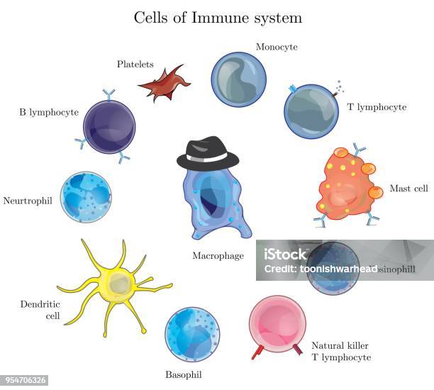 Immune Cell Army Cells Of Human Immune System Stock Illustration - Download Image Now - Immune System, Biological Cell, Cartoon