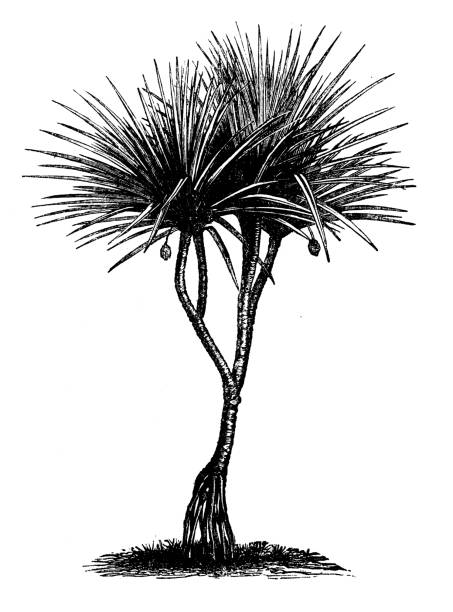 botanik pflanzen antik gravur abbildung: schraube kiefer oder pandanus - screwpine stock-grafiken, -clipart, -cartoons und -symbole