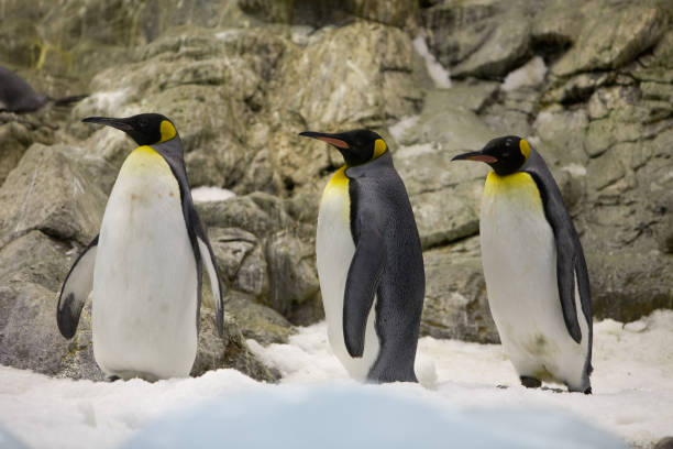 istock Aptenodytes pathagonica - King Penguin 954707710